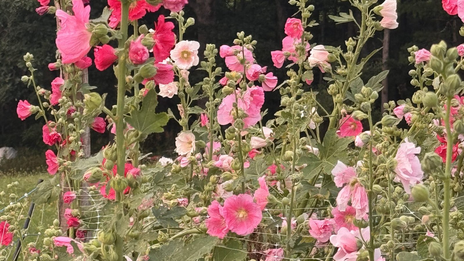Fultz Brunk Farms (27)