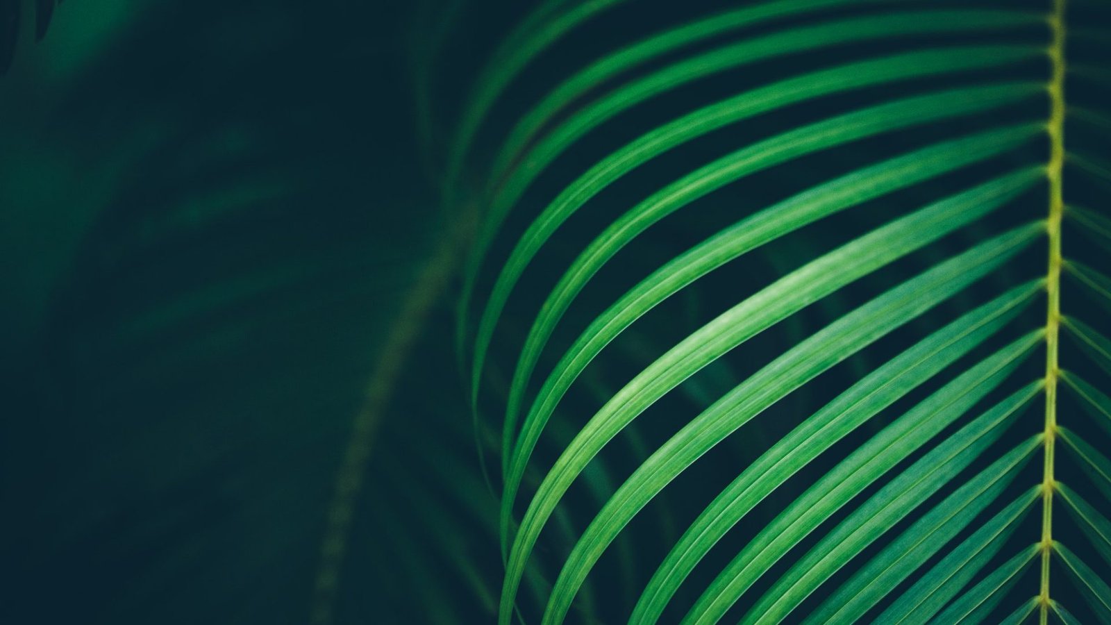 palm-leaf-background.jpg